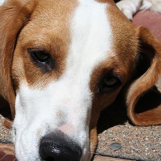 Photo for Biscuit
